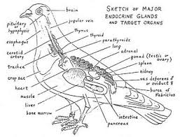 Dove Anatomy Diagram Google Search Pigeon Anatomy