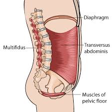 say o to your transverse abdominis