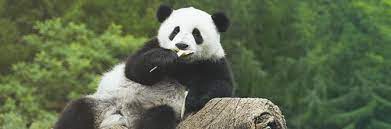 30 adorable panda wallpaper for your
