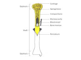 Label the structures of a long bone medullary epiphyseal cavity line spongy articular bone cartilage periosteum compact bone endosteum. 2 2 2 Human Skeleton Siyavula Life Sciences Grade 10 Openstax Cnx