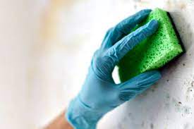 Remove Mold From Walls Expert Tips And