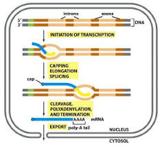 Maybe you would like to learn more about one of these? Https Silo Tips Download Biochemie Tutorium 9 Rna Transkription