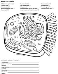 Best of animal cell coloring answer key animal cell coloring page answers 31 Animal Cell Coloring Worksheet Worksheet Resource Plans