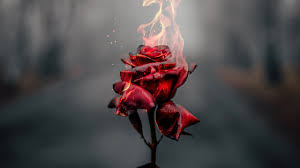 rose flower burning 4k wallpaper iphone