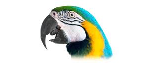 Bird Beaks Different Types Of Beaks Dk Find Out