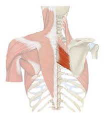 Knowing muscle names and their functions will help you to choose the right exercises, practice proper form, and better connect with and target your muscles. Muscles Of The Chest Back And Shoulders Flashcards Quizlet