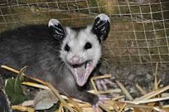 where-do-possums-live-during-the-day