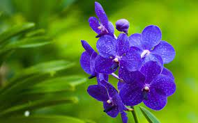 purple orchid wallpapers top free
