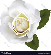 beautiful white rose with gre royalty
