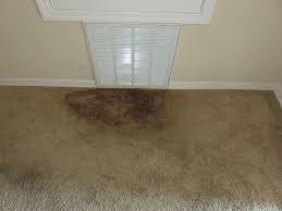 how to deal with carpet mold