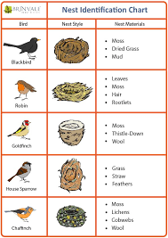 Bird Nest Identification Chart Related Keywords Bird Bird