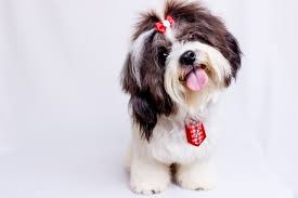 All adults are genetically tested for eyes, hips, knees, liver, kidney. 150 Most Popular Shih Tzu Puppy Names By Kidadl