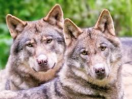 Image result for Gray Wolves Jigsaw Puzzle