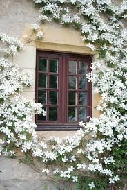We did not find results for: 16 Unique Ideas For How To Grow A Beautiful Clematis Vine Pith Vigor By Rochelle Greayer Clematis Trellis White Clematis Garden Vines