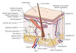 Bio201 skin skin model anatomy models labeled human anatomy and physiology the skin is an organ that forms a protective barrier against germs (and other select from premium human skin of the highest quality. Human Skin Wikipedia