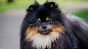 It's no wonder they can fetch thousands of dollars apiece. Pomeranian Prices How Much Do Pomeranian Puppies Cost