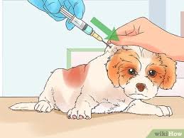 Nobody wants to see their pet suffer, and we all know getting stuck with a needle is no fun. How To Give Puppy Shots With Pictures Wikihow