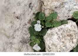 Stachys Corsica High Res Stock Images | Shutterstock
