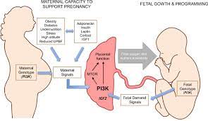 Placenta plays a critical role in maternal–fetal resource allocation | PNAS