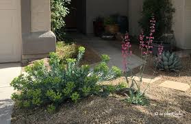 Parry S Penstemon Timely Pruning