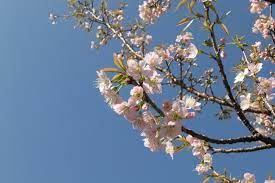 ヒマラヤ 桜