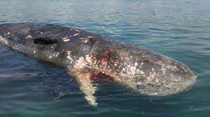 Ikan paus jenis sperma sepanjang 13 meter dengan bobot 8 ton ditemukan terdampar di perairan kepulauan seribu pada tahun 2012. Kembali Terjadi Bangkai Paus Sperma Ditemukan Meninggal Di Dekat Bali