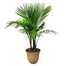Majesty Palm Tree Plant With Pot