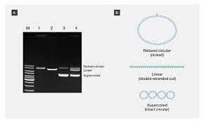 gel electropsis process