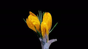 Yellow Crocus Flower Opening and Wilting in Time Lapse on a Black  Background by Sagrata