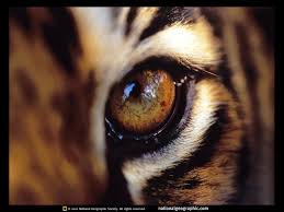 Mon oeil de tigre et moi Images?q=tbn:ANd9GcRRz28RVi86kcpIAHVUpeTB1x6MppA11FXBh0AJoGLVV62UBy6g