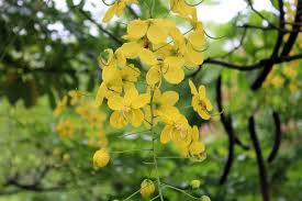 10 Flowering Trees In India And Where