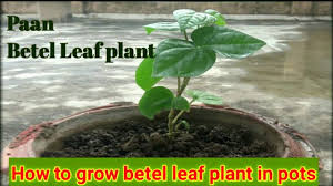 paan betel leaf plant how to grow