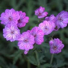 Geranium - tuberosum - Cranesbill