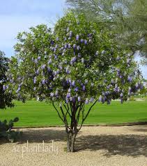 Learn about 62 purple flower types, plus other types of flowers and the meaning of rose colors. Texas Mountain Laurel Grape Bubblegum Flowers