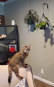 Your Cat Out Of Your Houseplants