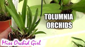 tolumnia orchids basic care tips