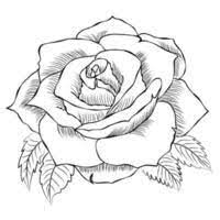 rose drawing vector art icons and