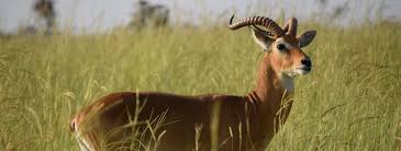 African Antelope Guide 2020 Africa Sky