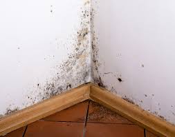 Preventing Toxic Mold Syndrome
