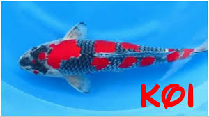 24 Types And Characteristics Of The Koi Fish Part 2