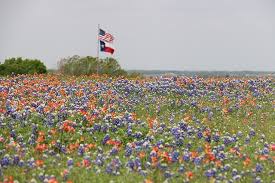 The photos on this page are from texas hill country, a region in the central/southern area of texas. Follow The Blooms Beautiful Places To See Spring Flowers Rvshare Com