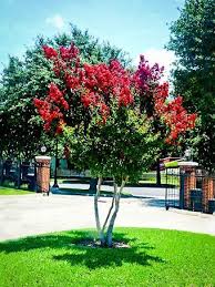 Best Trees For Wisconsin Trees For