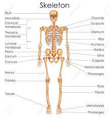 Medical Education Chart Of Biology For Human Skeleton Diagram