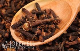 clove bud hopewell essential oils