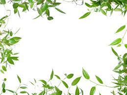 Border leaf green green leaf leaf border green border nature background vector background symbol plant element natural decoration eco ecology template decorative ecological environment ornament. 47 Wallpaper Border With Leaves On Wallpapersafari