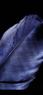 Blue feather close-up, black background ...