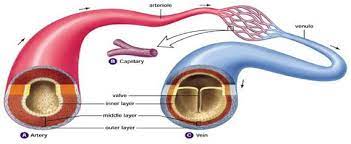 Image result for a labeled heart diagram. Difference Between Arteries And Veins Table Easy Biology Class