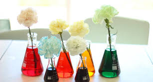 If you're new to flower growing or you've dabbled for a little while and now you're ready to get serious, spending a little time getting clear is an absolute must. Carnation Color Dye Experiment Dyed Carnation Science Experiment For Kids Little Passports
