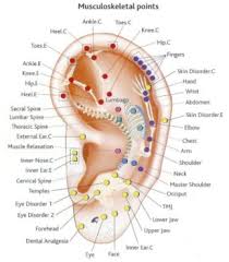 Ear Chart To Map Acupuncture Points And Organs Auriculotherapy