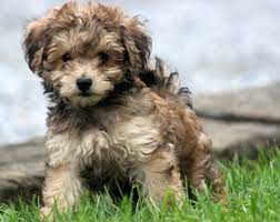 We breed havanese puppies that are available for adoption. Nibbles Havapoo Sunny Day Puppies